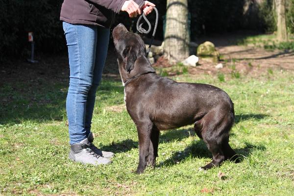 KENNIE, GIOVANE CANETTO, DERIVATO MOLOSSO, TAGLIA MEDIA, AFFETTUOSO, COMPATIBILE CON ALTRI CANI, BRAVO AL GUINZAGLIO Foto 7